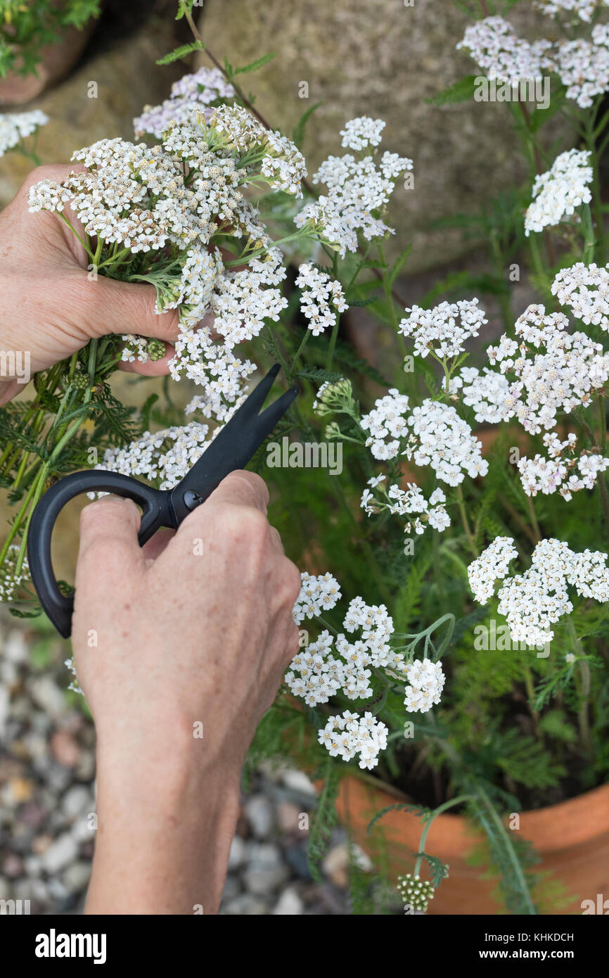 Schafgarbe im Topf wird geerntet, Ernteschnitt mit Schere, Ernte, Kräuterernte, Blumentopf, gewerbliche Schafgarbe, Wiesen-Schafgarbe, Schafgabe, Achi Stockfoto
