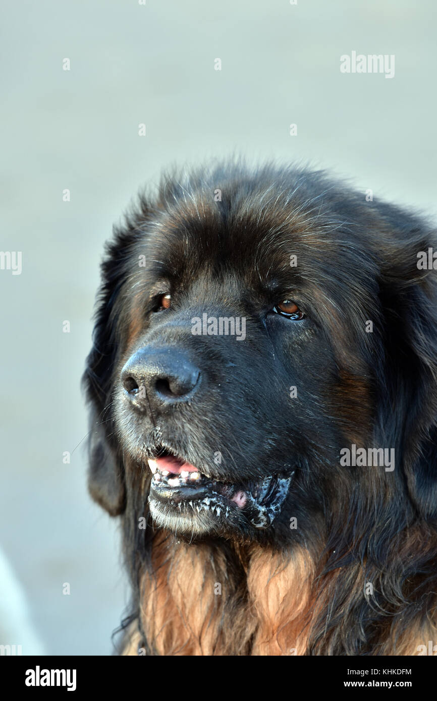 Eine Grosse Und Furry Leonberger Hunderasse Schonen Stammbaum Leonberger Hund Mit Offenem Mund Sabbern Stockfotografie Alamy