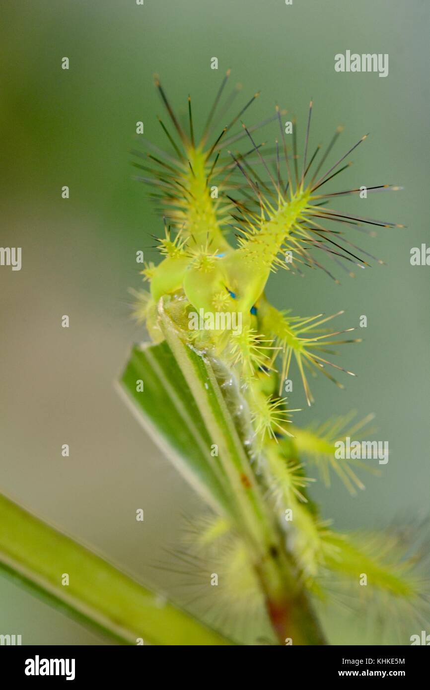 Stechen slug Caterpillar aus Borneo Stockfoto