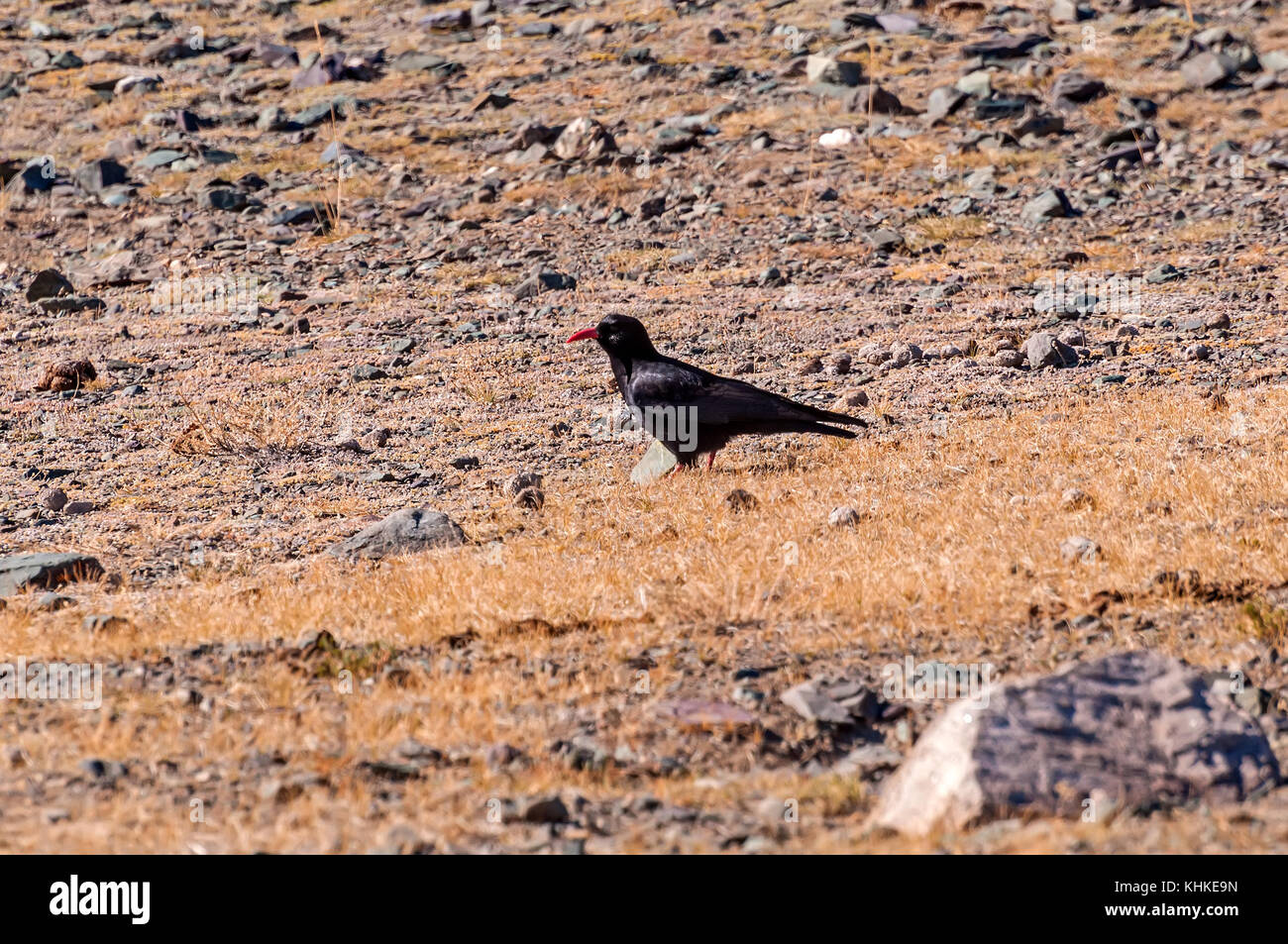 Der schwarze Vogel mit roten gebogenen Schnabel und roten Beinen alpenkrähe auf einem Hintergrund von Steinen in den Bergen Stockfoto