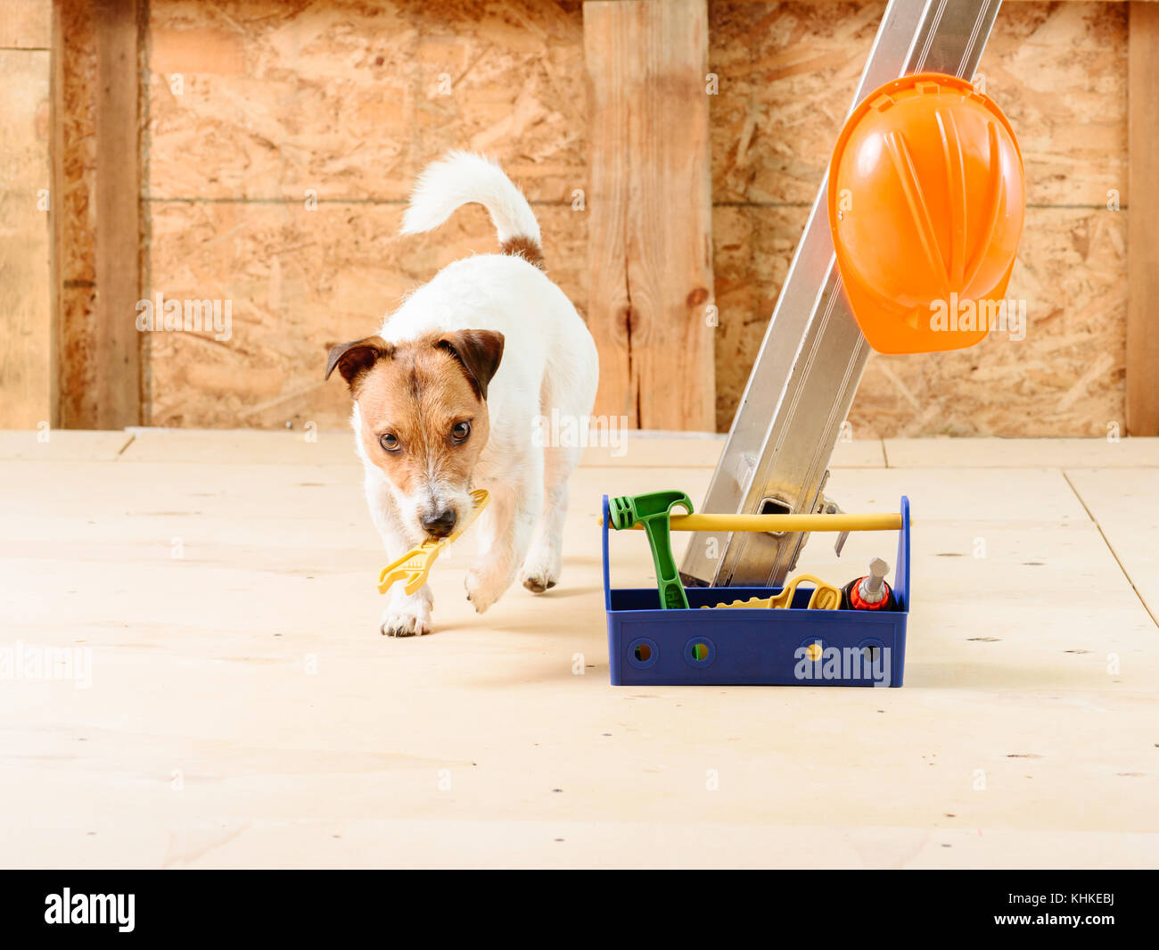Hund als lustig Handwerker im Haus mit Schlüssel und Toolbox Stockfoto