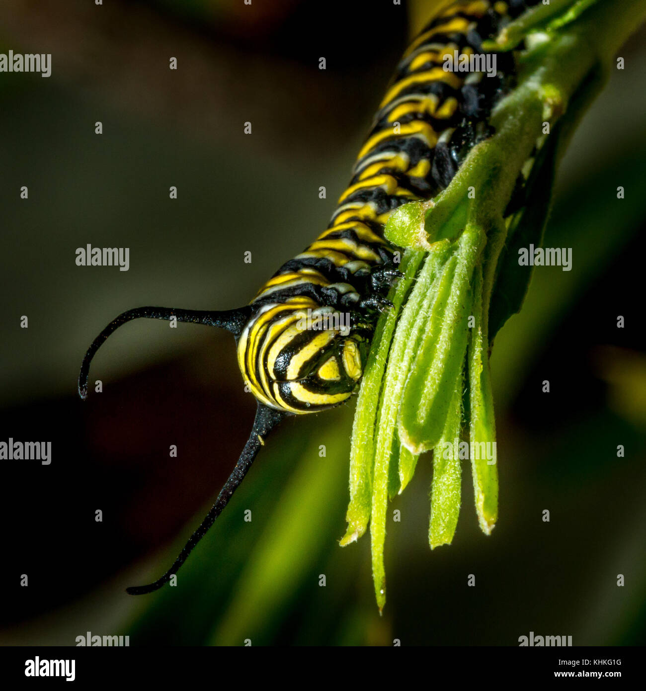 Caterpillar von Monarch Schmetterling auf Blatt Stockfoto