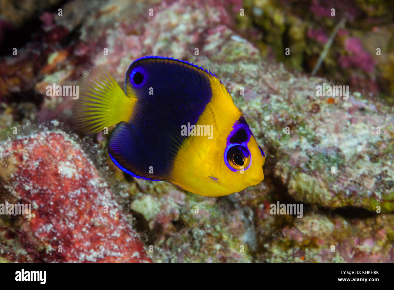 Cocos pygmy angelfish, centropyge joculator, Christmas Island, Australien Stockfoto