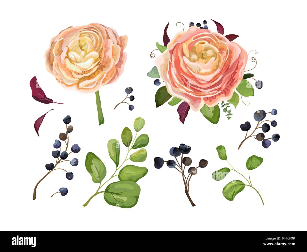 Vektor floral große Element Set: pink peach Ranunculus flower bouquet Blue Berry Branch, Wald, Farn, Baum fallen Blätter kunst Laub Objekte in Aquarell Stock Vektor