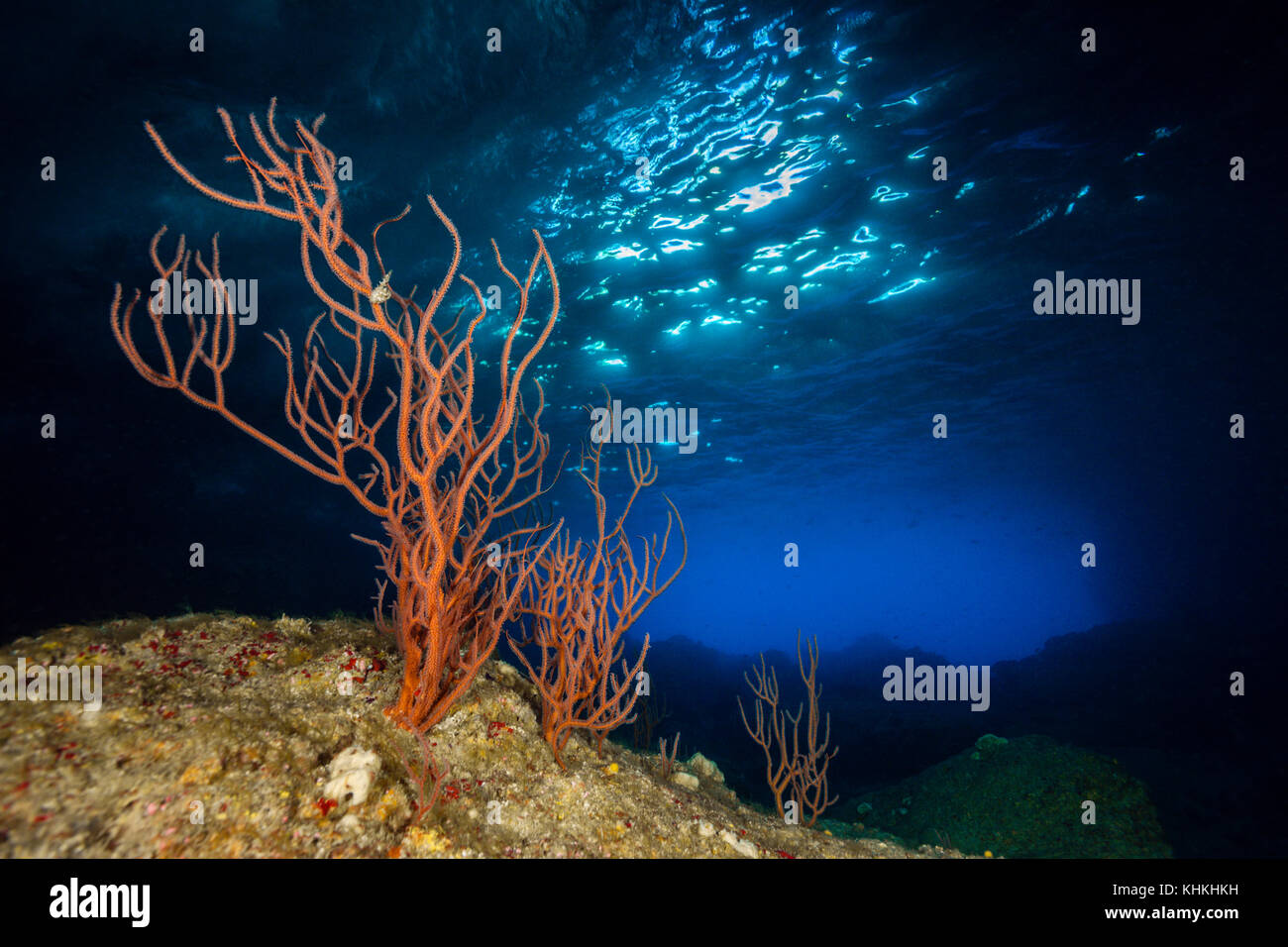 Gorgonien, die in der Höhle, Ellisella, Christmas Island, Australien Stockfoto