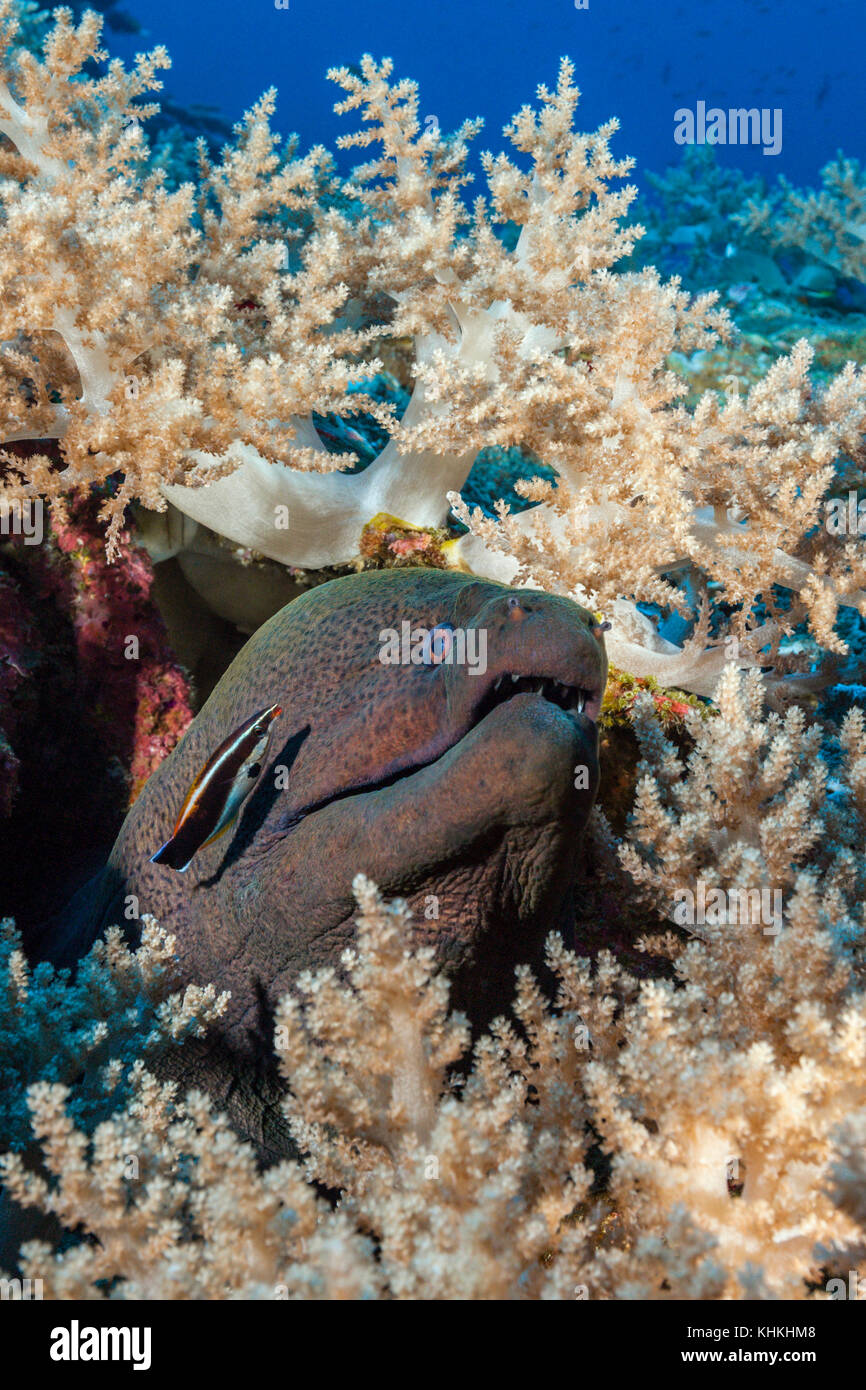 Riesenmuräne und Cleaner Wrasse, Christmas Island, Australien Stockfoto