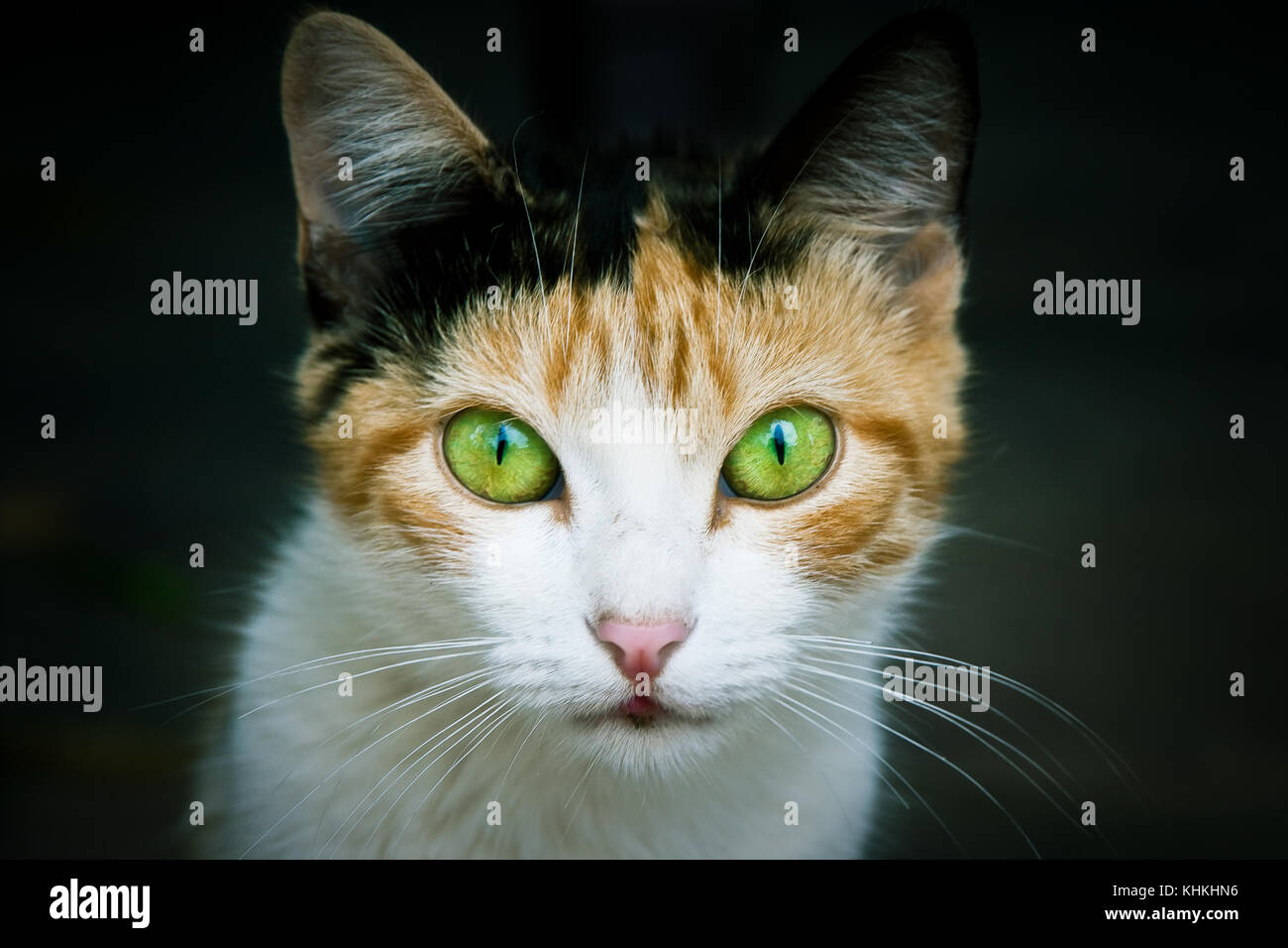 Katze portrait Nahaufnahme Betonung der grün gefärbt und gelbe Augen in die  Kamera starrte und dunkelgrünen Hintergrund weitgehend aus der Schwerpunkt  aufgrund Stockfotografie - Alamy