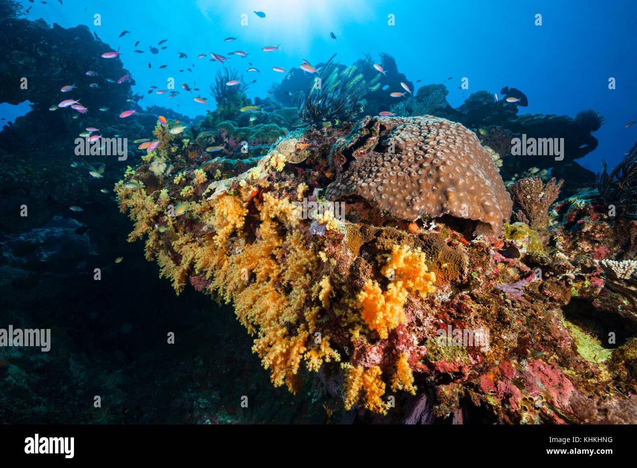 Unberührten Korallenriff, Christmas Island, Australien Stockfoto