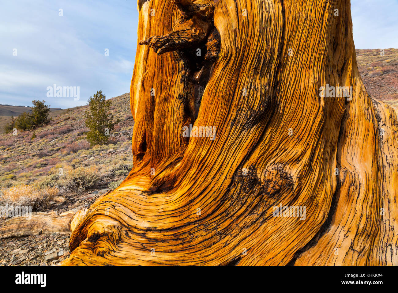 Ancient bristlecone Pine Forest, Inyo National Forest, White Mountains, Kalifornien, USA, Nordamerika Stockfoto