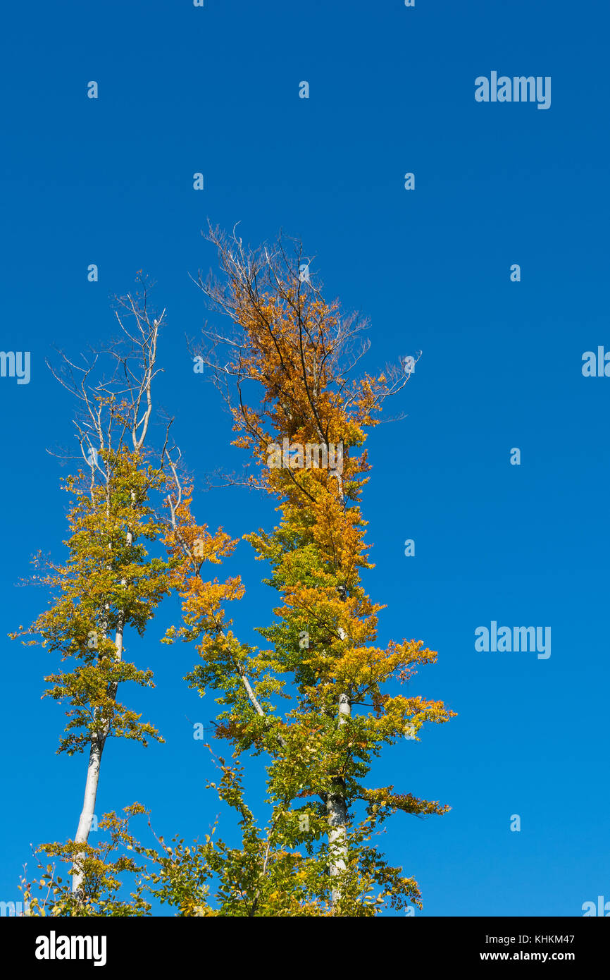 Zwei Baumkronen und blauer Himmel in herbstlichen Farben. Schönen natürlichen Hintergrund mit Silhouetten von Tree Tops gegen den klaren Himmel. Aspen Kronen im Herbst. Stockfoto