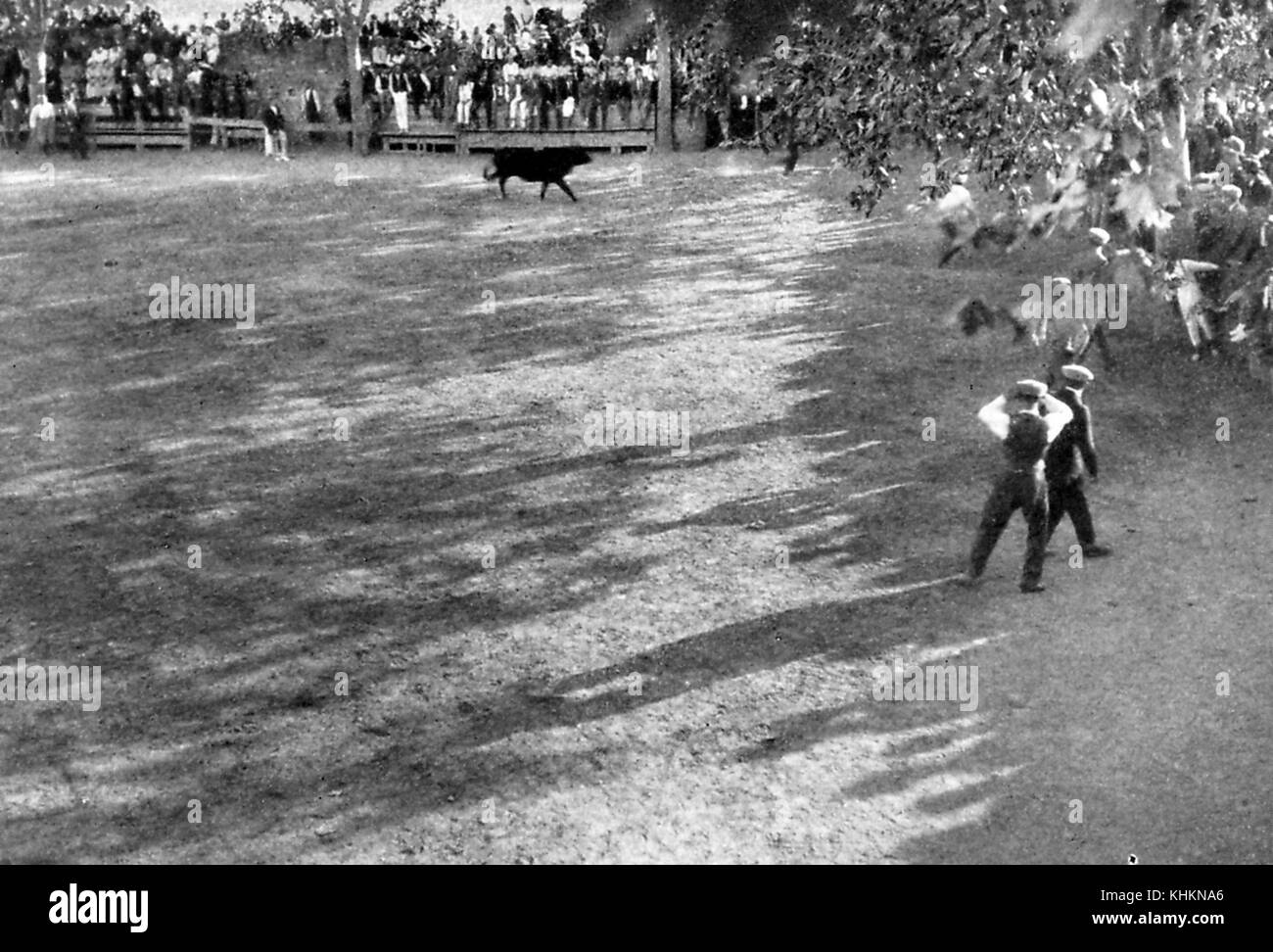 Ein Foto, das einen Stierkampf zeigt, die rechte Wand der Arena besteht aus Zuschauern und Teilnehmern, die Rückseite der Arena ist hochgehoben und dort sitzen der Bürgermeister, Stadtrat und Zuschauer, die dem Stier entgehen wollen, und die an der Veranstaltung teilnehmenden Männer versuchen, ein kreisförmiges Band, das als Schwanzhaken bekannt ist, zwischen den scharfen Hörnern eines wütenden Stiers zu nehmen, Camargue, Frankreich, Juli 1922. Stockfoto