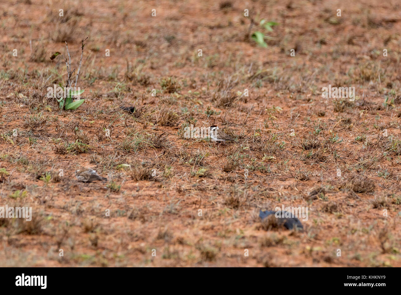 Zwei kleine Chestnut-headed Sparrow - lerchen (Eremopterix Signatus) Stockfoto