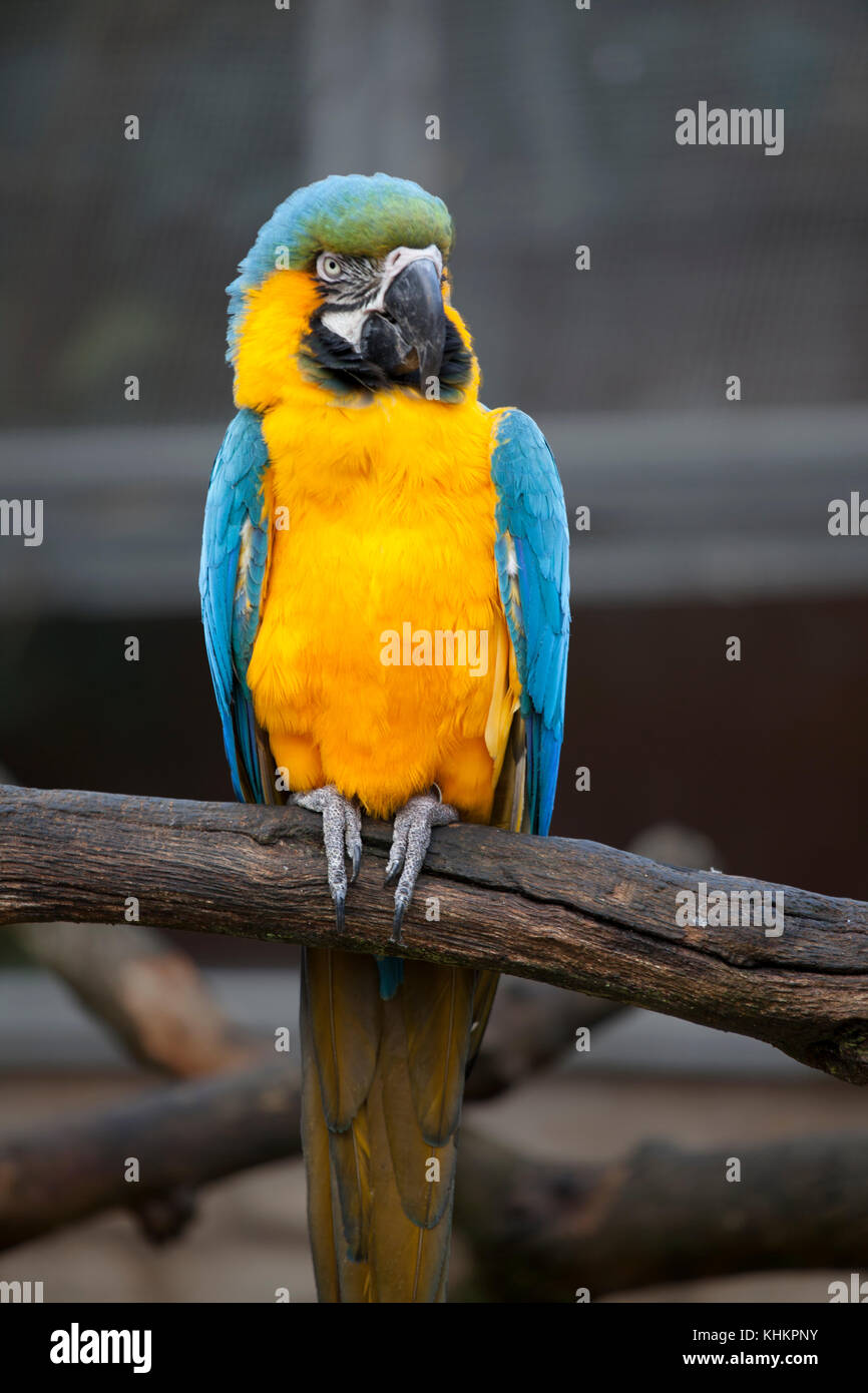 Blau-gelbe Ara (Ara ararauna), auch bekannt als blau und gold Ara: großen südamerikanischen Papagei mit Spitze Blau und Gelb unter der Karosserie Stockfoto