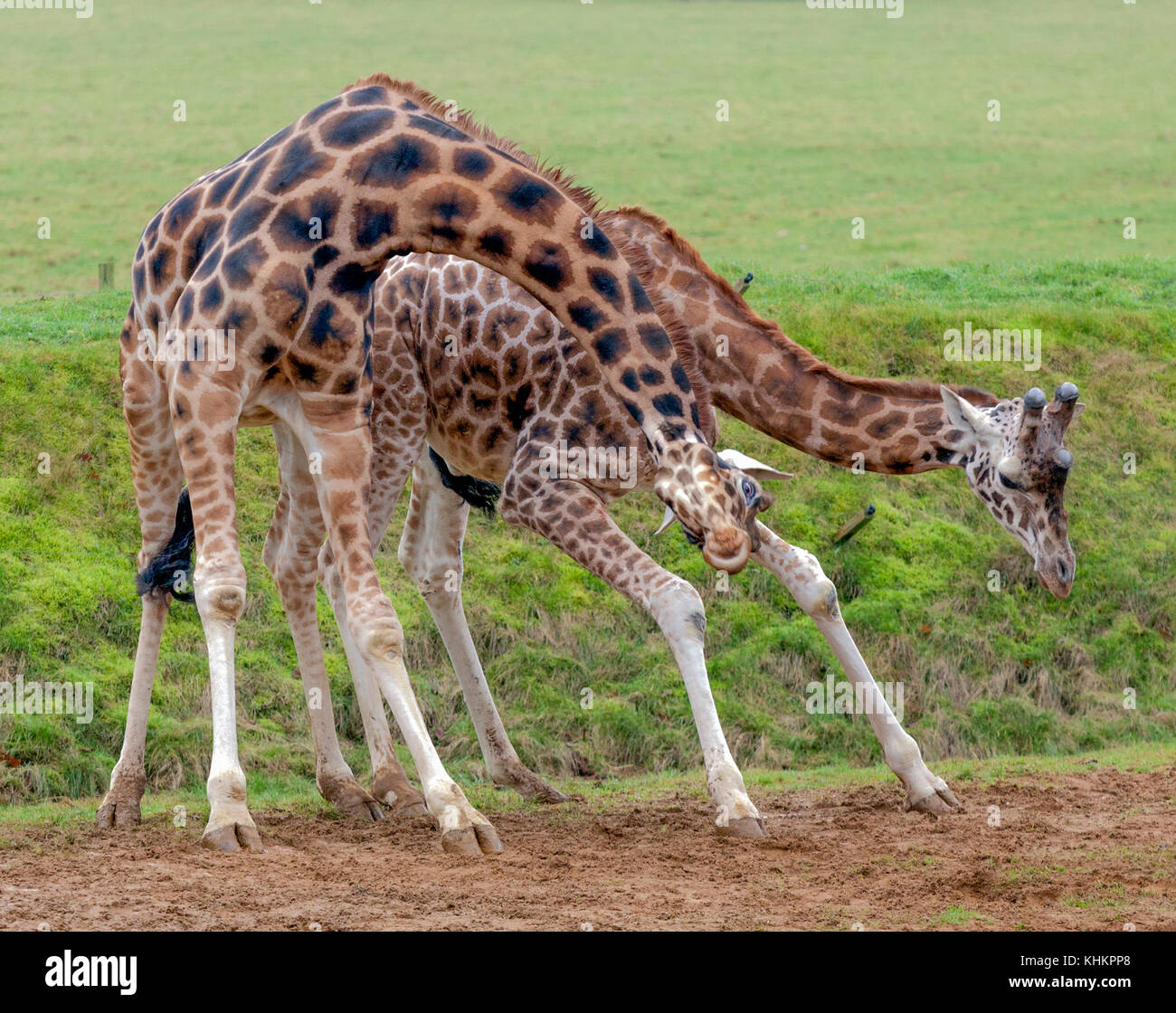 Zwei unverlierbaren Giraffe, entweder umwerben oder kämpfen, ihren Hals scheuern, in eine Winterliche ländliche Umgebung. Stockfoto