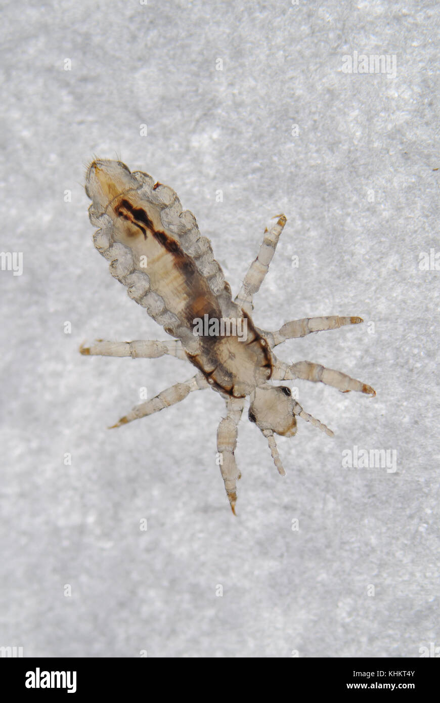 Saugende läuse -Fotos und -Bildmaterial in hoher Auflösung – Alamy