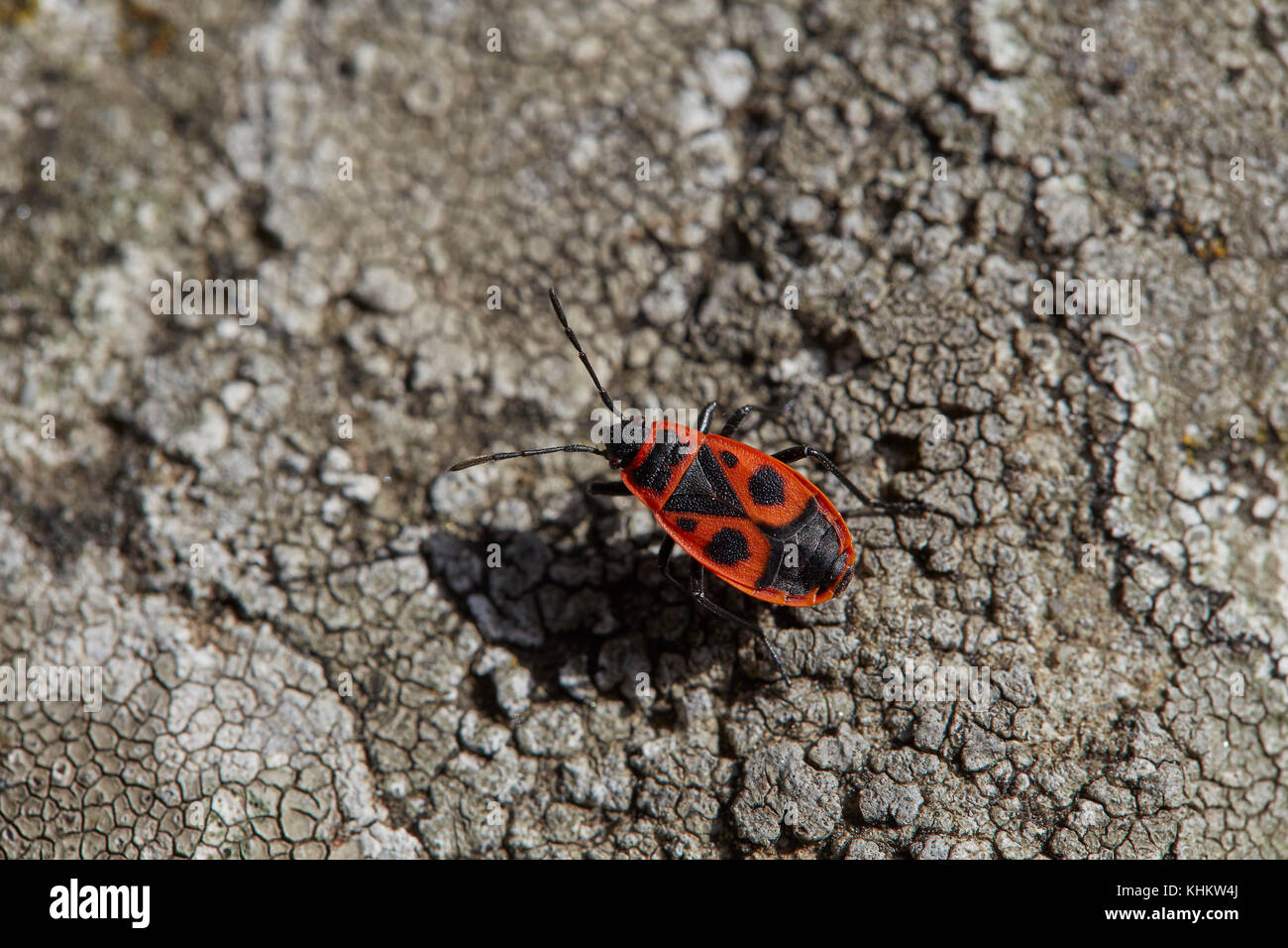 Firebug (Pyrrhocoris apterus) 'la cimice rossonera" der Familie Pyrrhocoridae, Toskana, Italien. Stockfoto