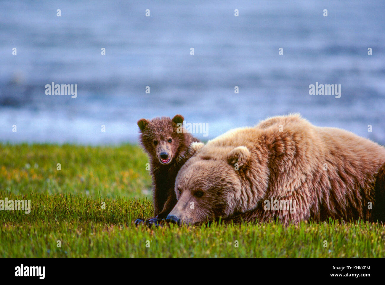 Grizzly Bär und Junge, Kamishak Bay, Alaska. Stockfoto