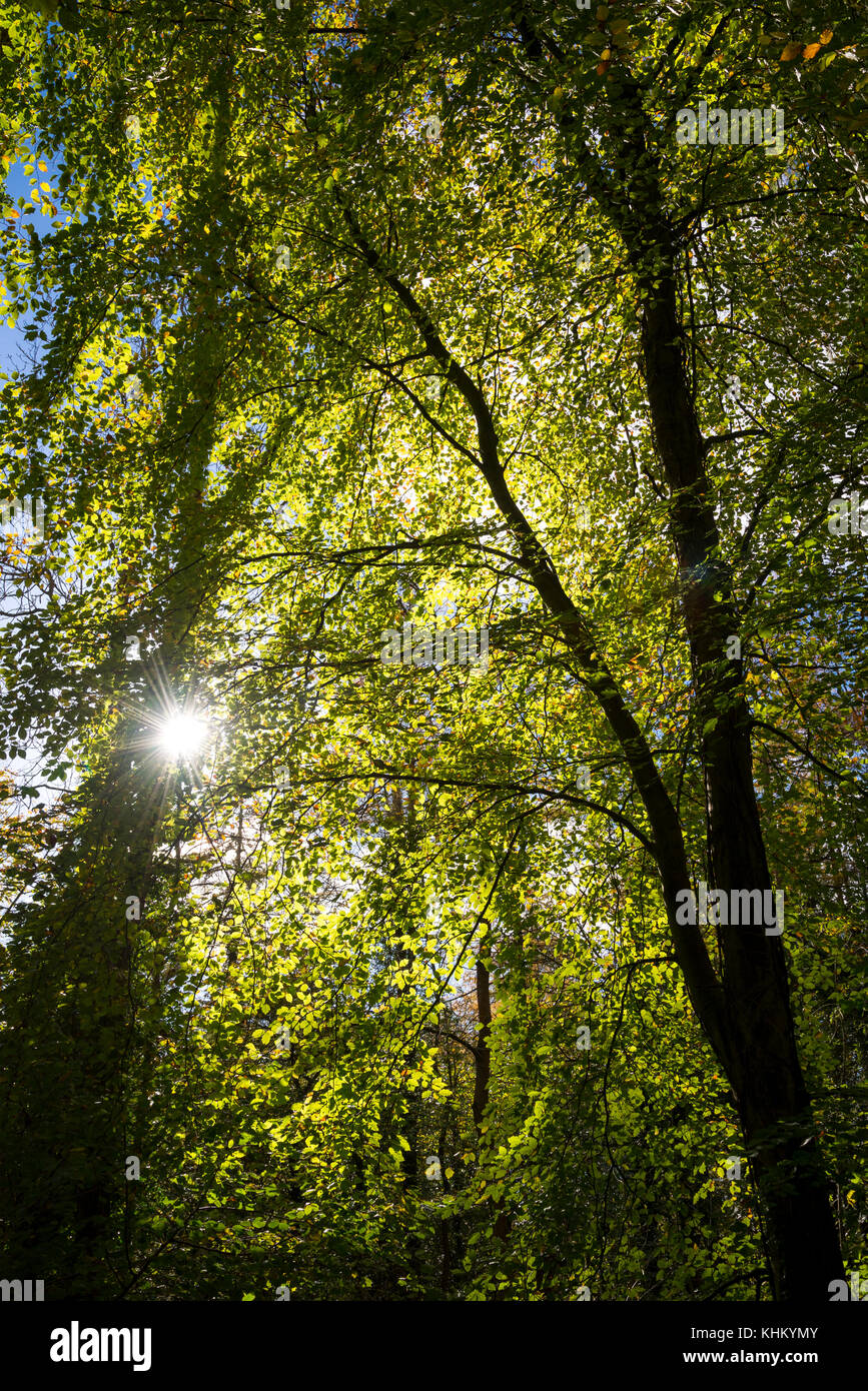 Buchenblätter leuchtend im Herbst Sonnenschein auf Kriegsfuß Country Park im Norden von Wales. Stockfoto
