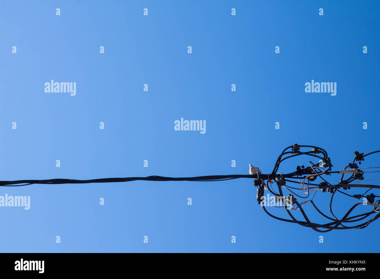 Eine taube Vogel sitzt auf elektrischen Leitungen, geschossen von unten. Stockfoto