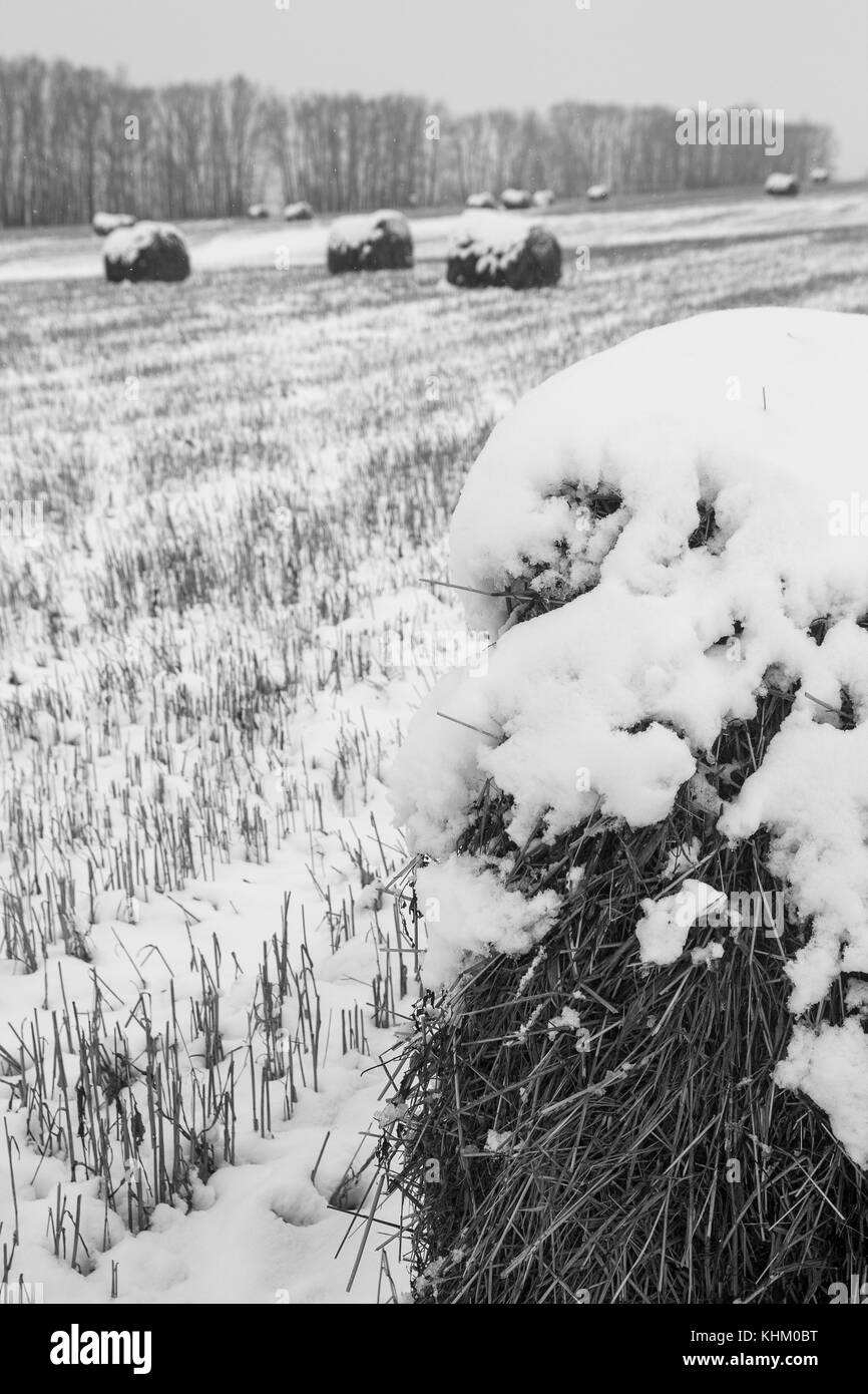 Lappen - Brötchen von Heu auf schneebedeckten Feld Stockfoto