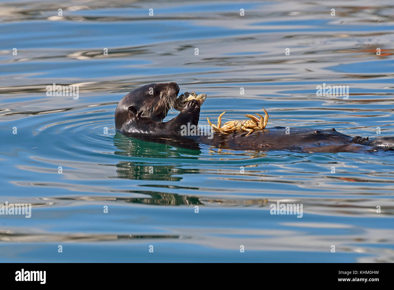 Seeotter (Enhydra lutris) schwimmt auf der Rückseite und ißt, Krabben, andere Krabbe liegt auf dem Bauch, valdez, Golf von Alaska, Alaska Stockfoto