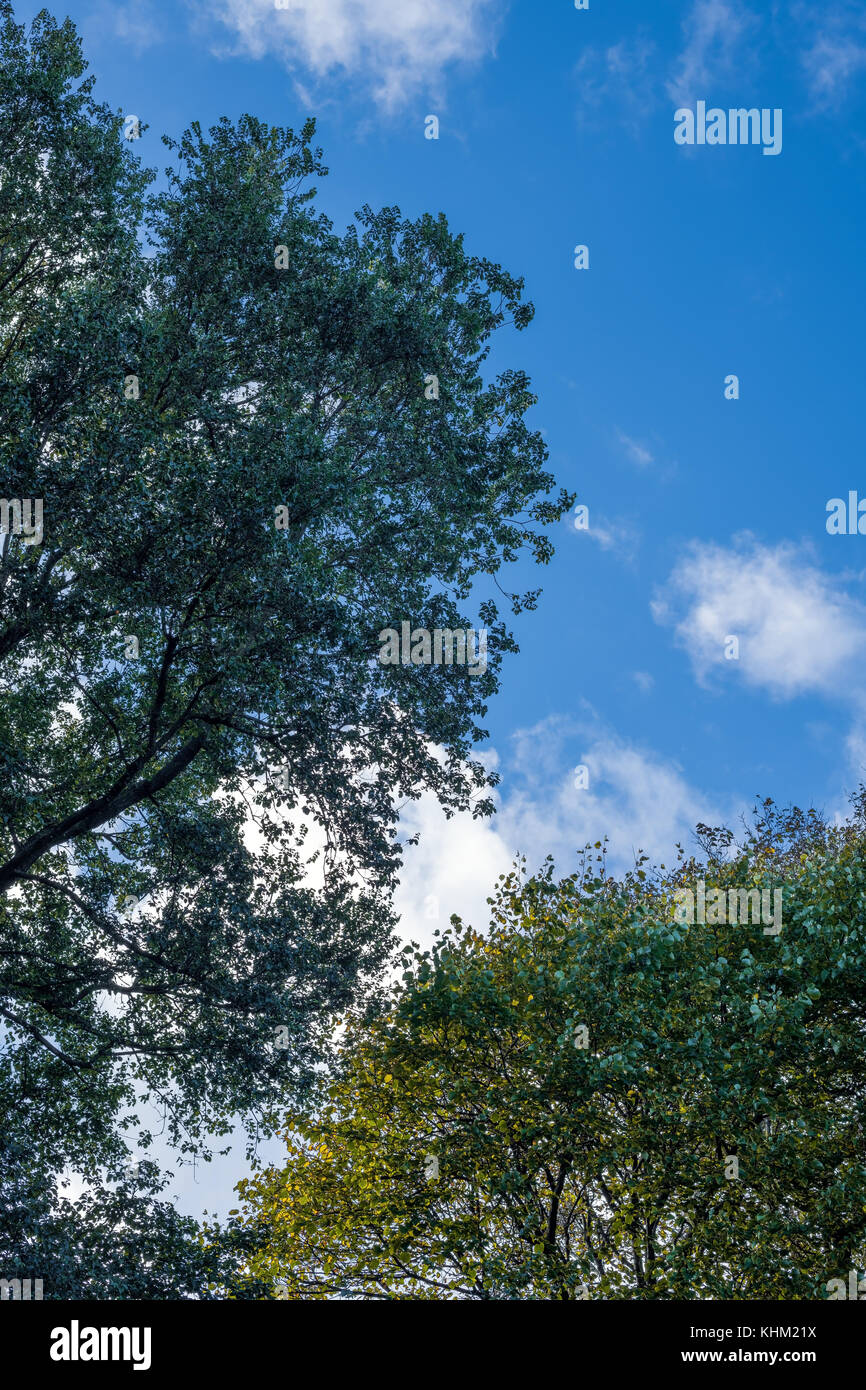 Baum und Sky i Stockfoto