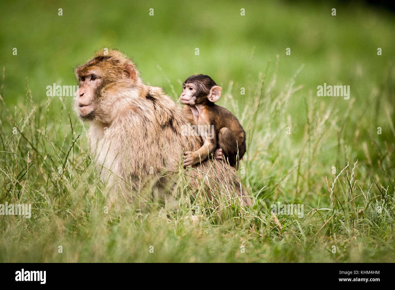 Eine einzelne barbary macaque Durchführung einer jungen Baby Makaken bei trentham Monkey Forest, Stoke on Trent, England, Großbritannien Stockfoto