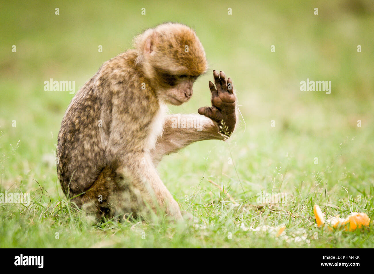 Eine einzelne barbary Macaque an trentham Monkey Forest Stockfoto