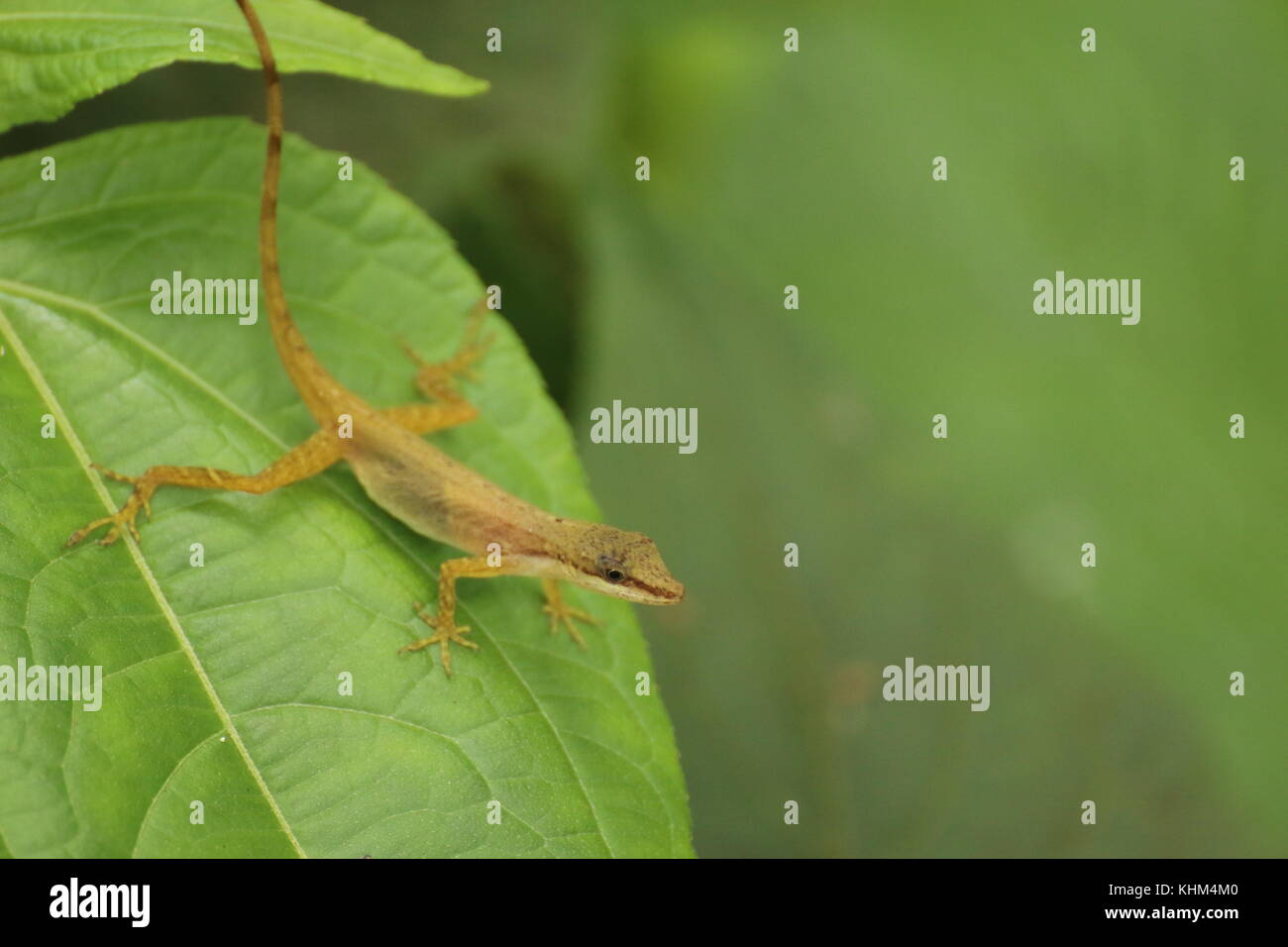 Kleine Echse auf Blatt in Costa Rica. mit Copyspace. Stockfoto