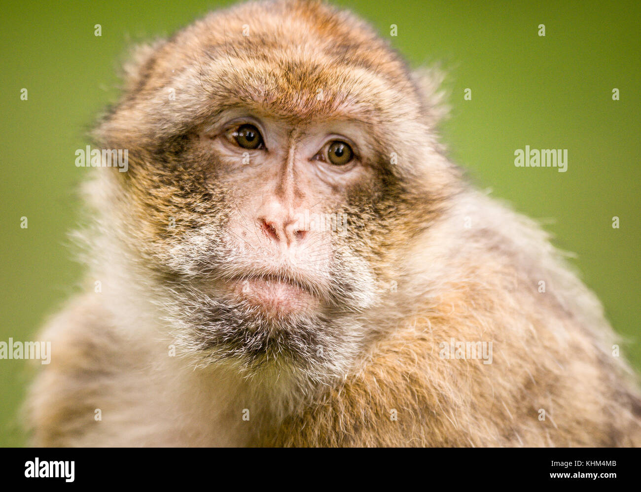 Eine einzelne barbary Macaque an trentham Monkey Forest Stockfoto