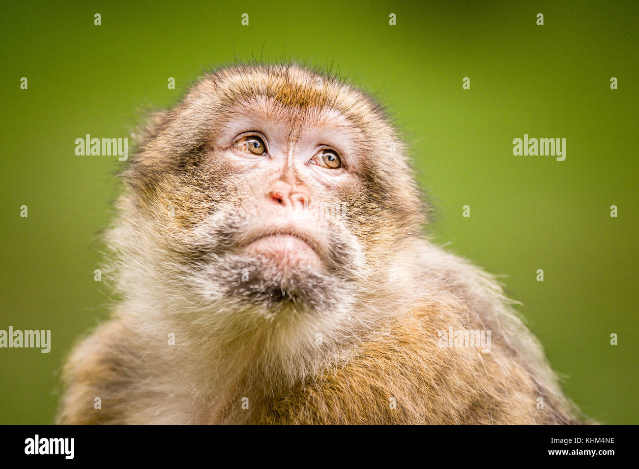 Eine einzelne barbary Macaque an trentham Monkey Forest Stockfoto