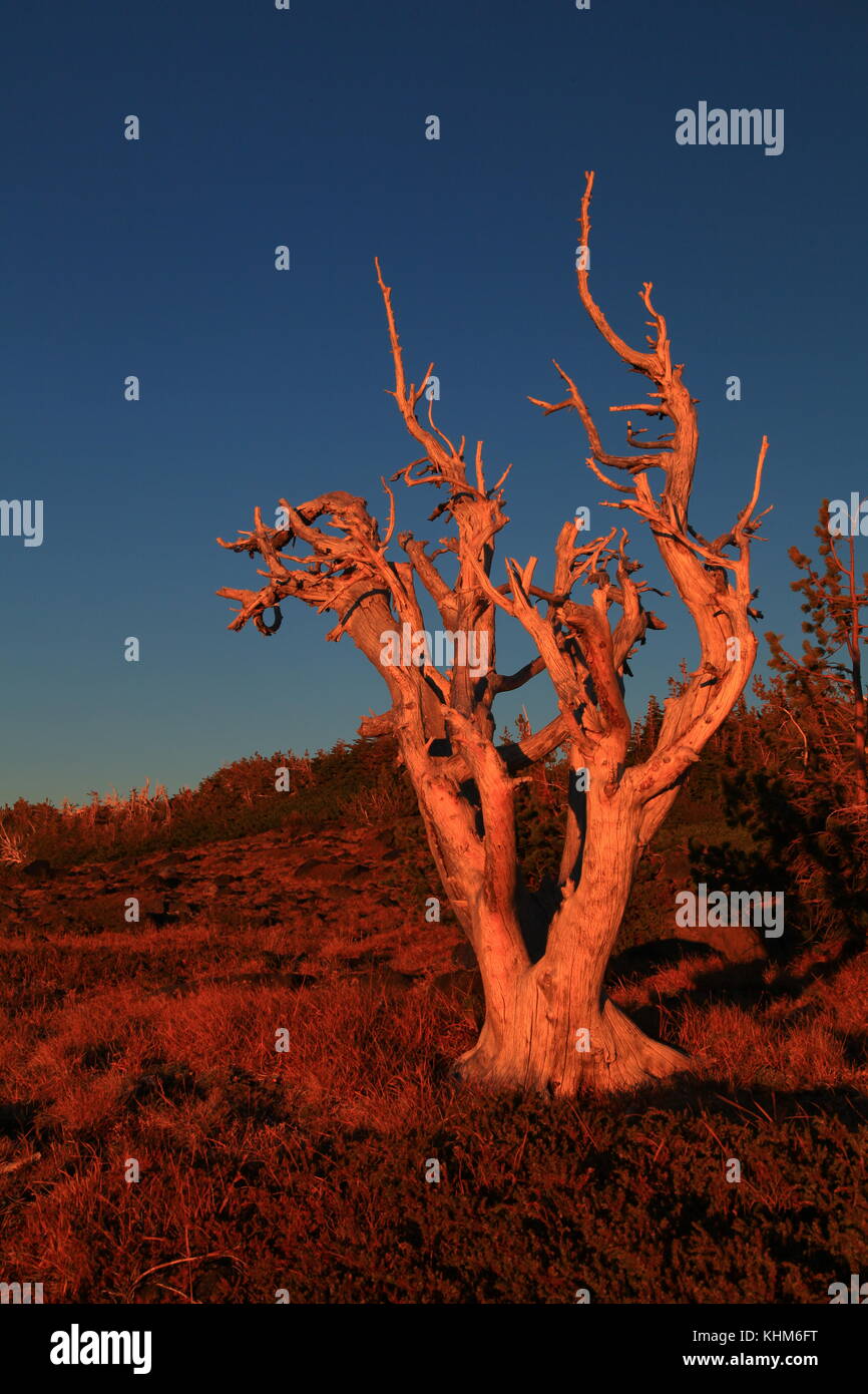 Baum bei Sonnenuntergang Stockfoto