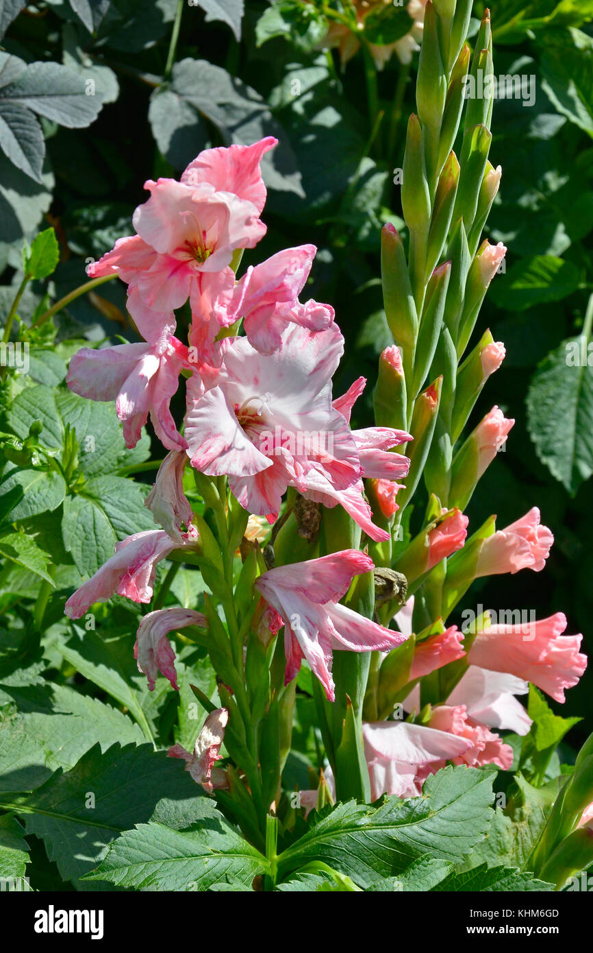 Nahaufnahme einer Blüte rosa gladiolus Stockfoto