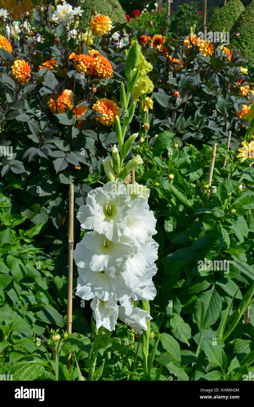 Nahaufnahme einer Blüte weiße Gladiolen 'Weiße Göttin' Stockfoto