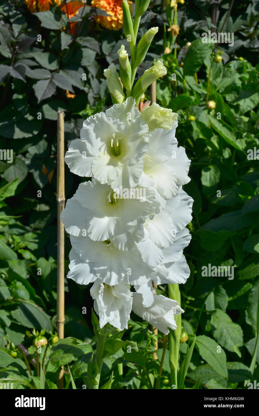 Nahaufnahme einer Blüte weiße Gladiolen 'Weiße Göttin' Stockfoto