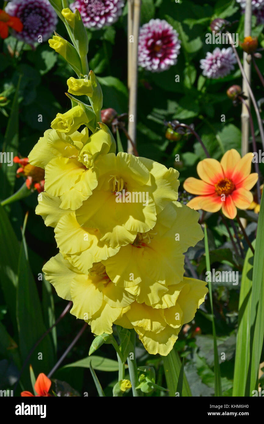 Nahaufnahme einer Blüte Gelb Gladiolen 'Cha cha' Stockfoto