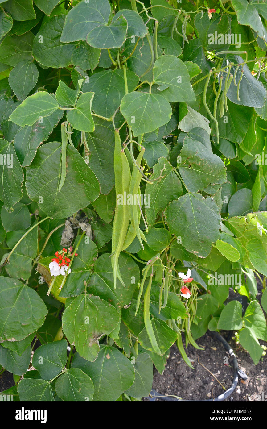 Nahaufnahme der Runner's Bean t. George' in einer Zuteilung wachsende Stockfoto