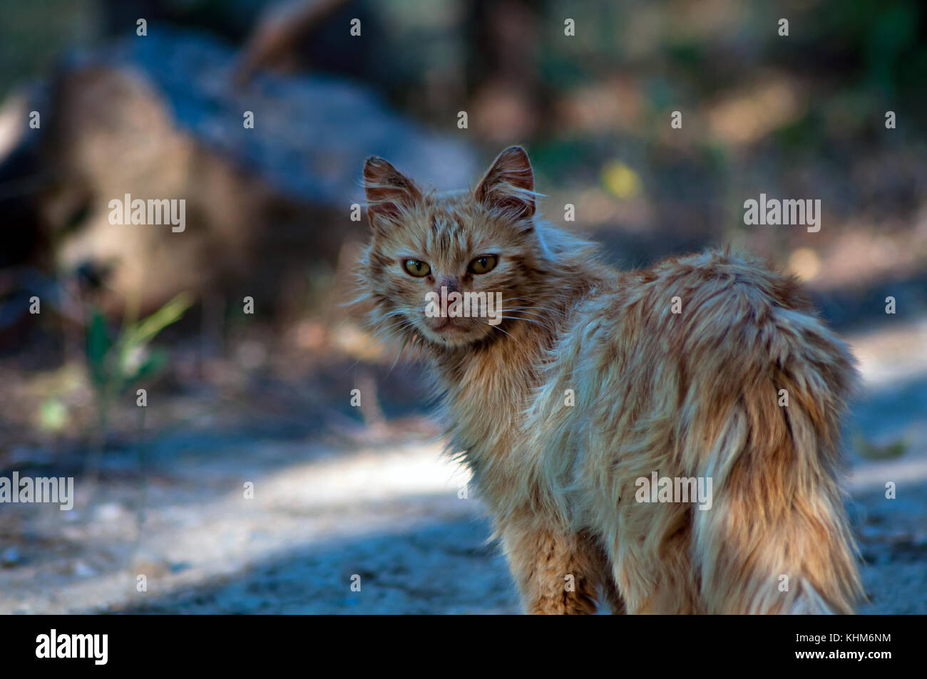 Hohe und frumpish cat Stockfoto
