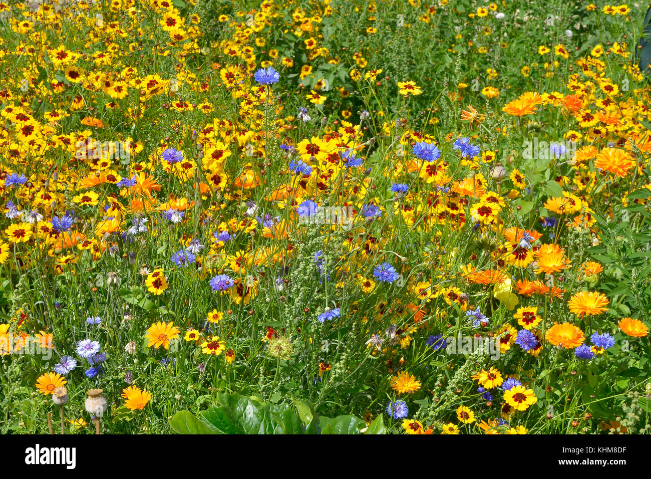 Einen goldenen und bunten natürlich gepflanzt Blumenwiese mit coreopsis, Kornblumen, Ringelblumen Stockfoto