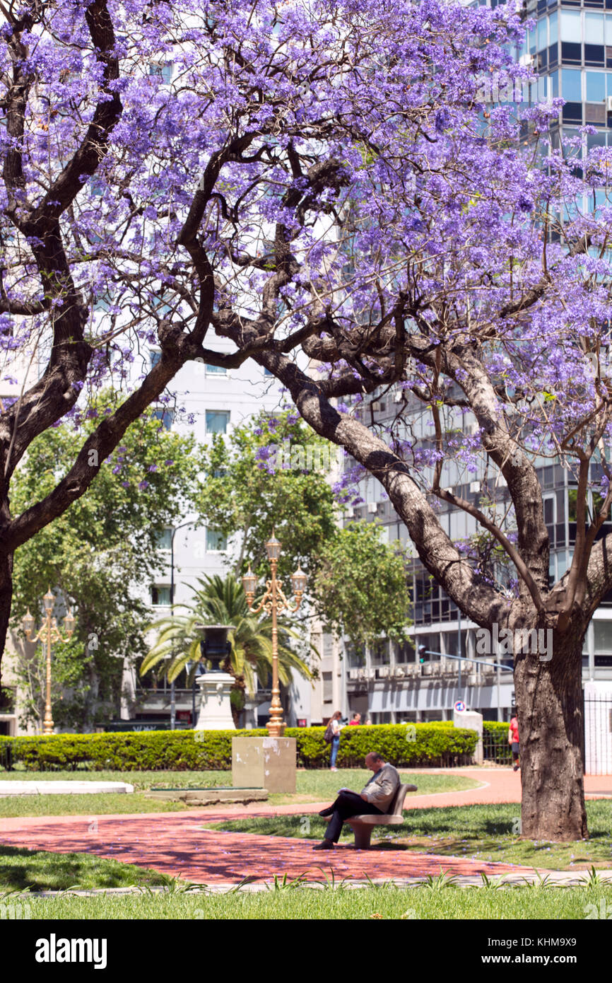 Ein alter Mann, der im Frühling unter zwei Jacaranda-Bäumen auf einer Bank sitzt. Plaza de los Congresos, Monserrat, Buenos Aires, Argentinien. Stockfoto