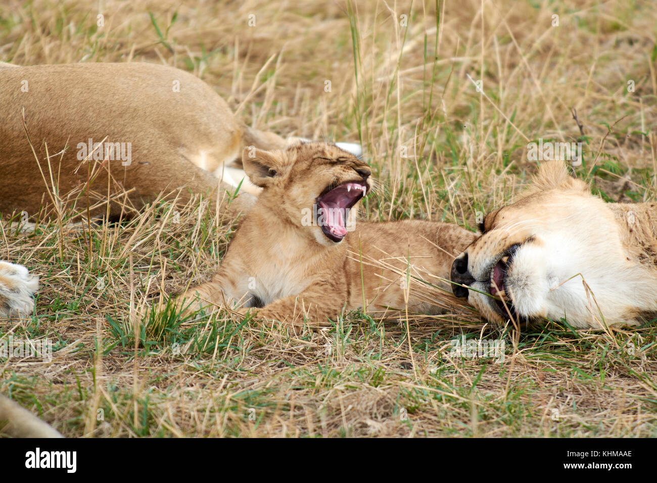 Brüllender Löwe Baby mit Mutter schlafen auf Gras Stockfoto