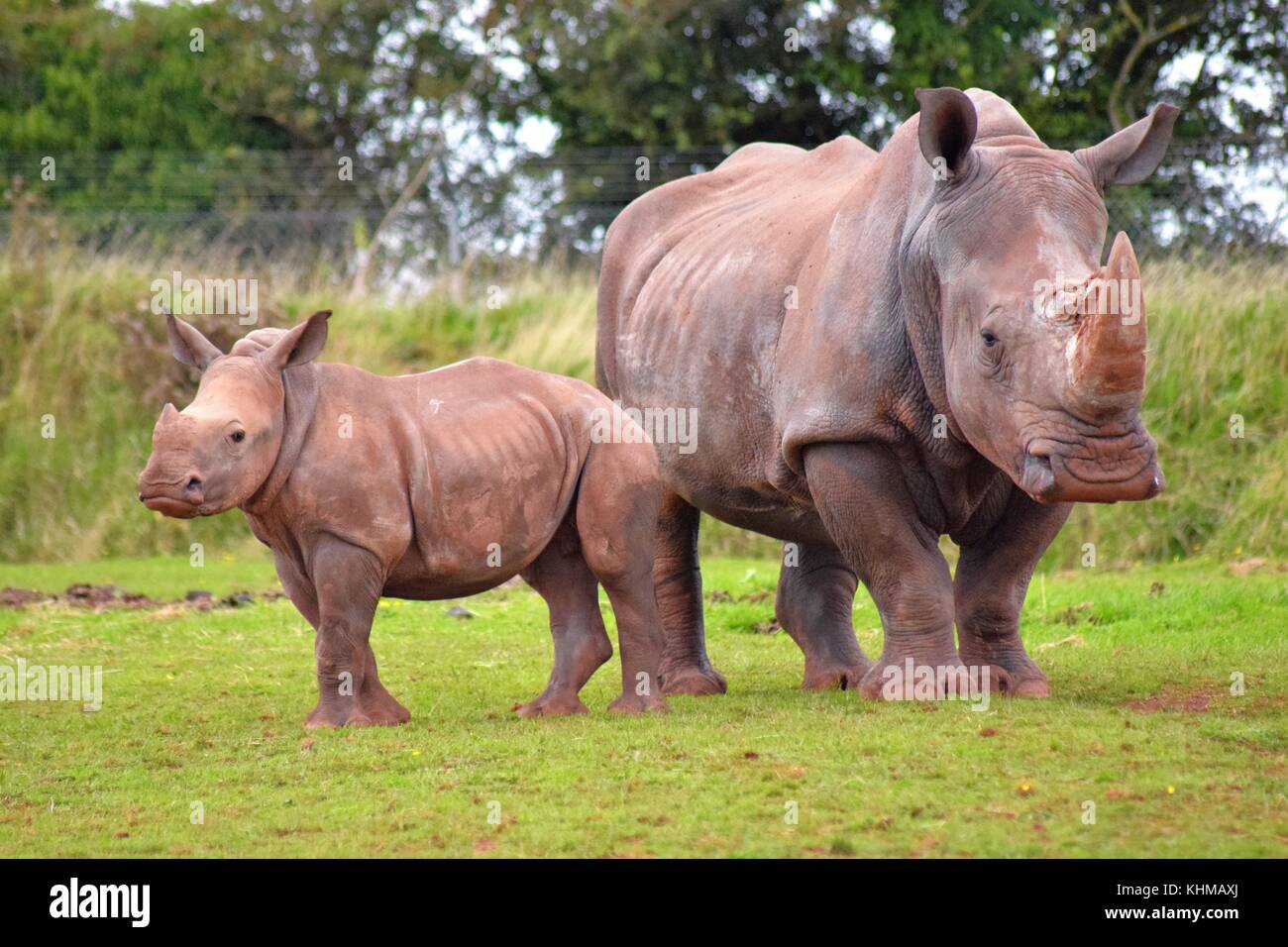 Südliches Breitmaulnashorn Stockfoto