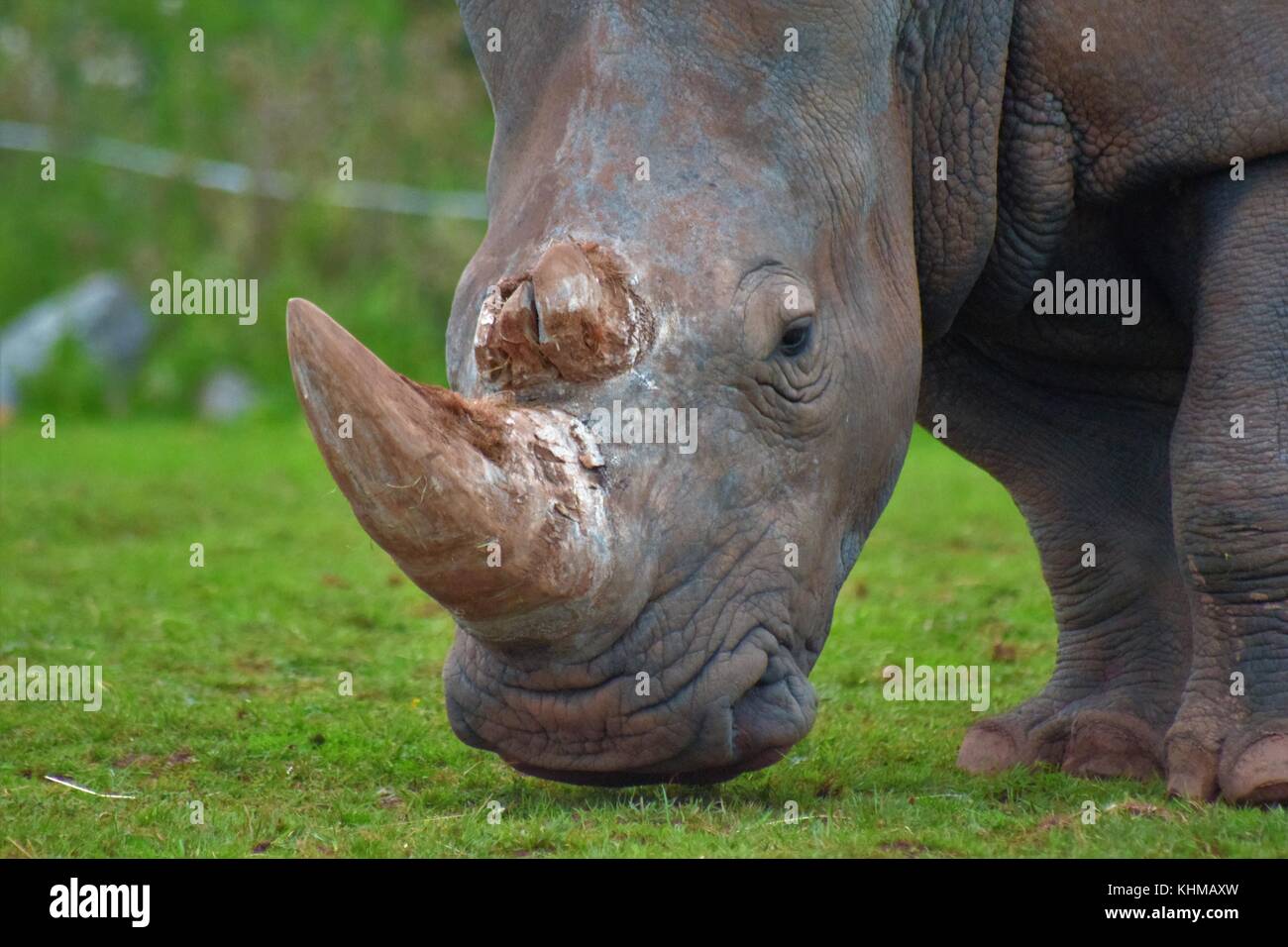 Südliches Breitmaulnashorn Stockfoto