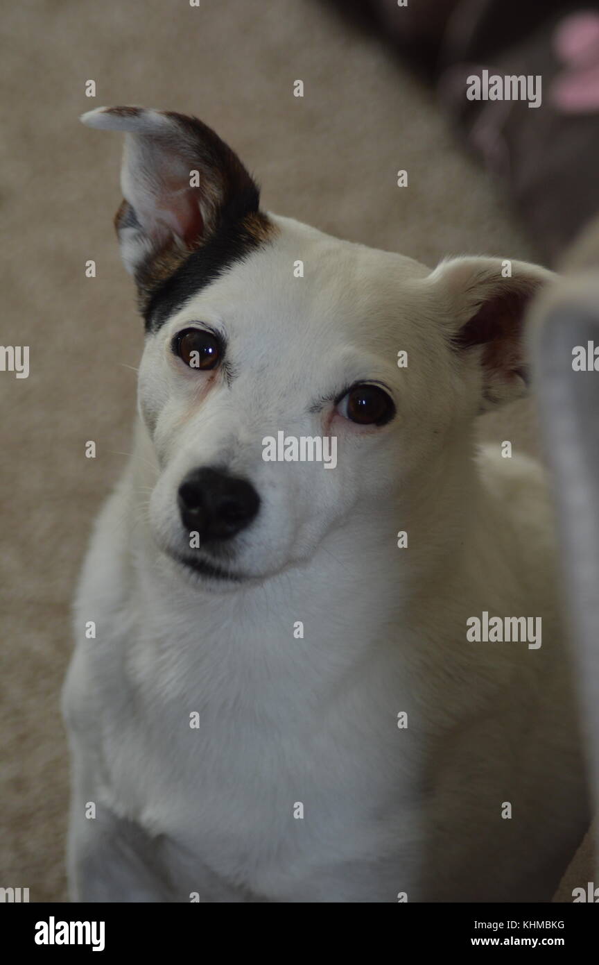 Weibliche Jack Russell beobachten Stockfoto