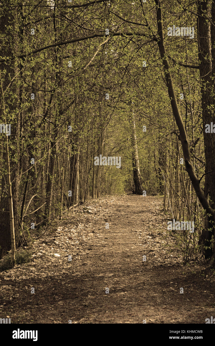 Majestic Pfad in den Wald Stockfoto