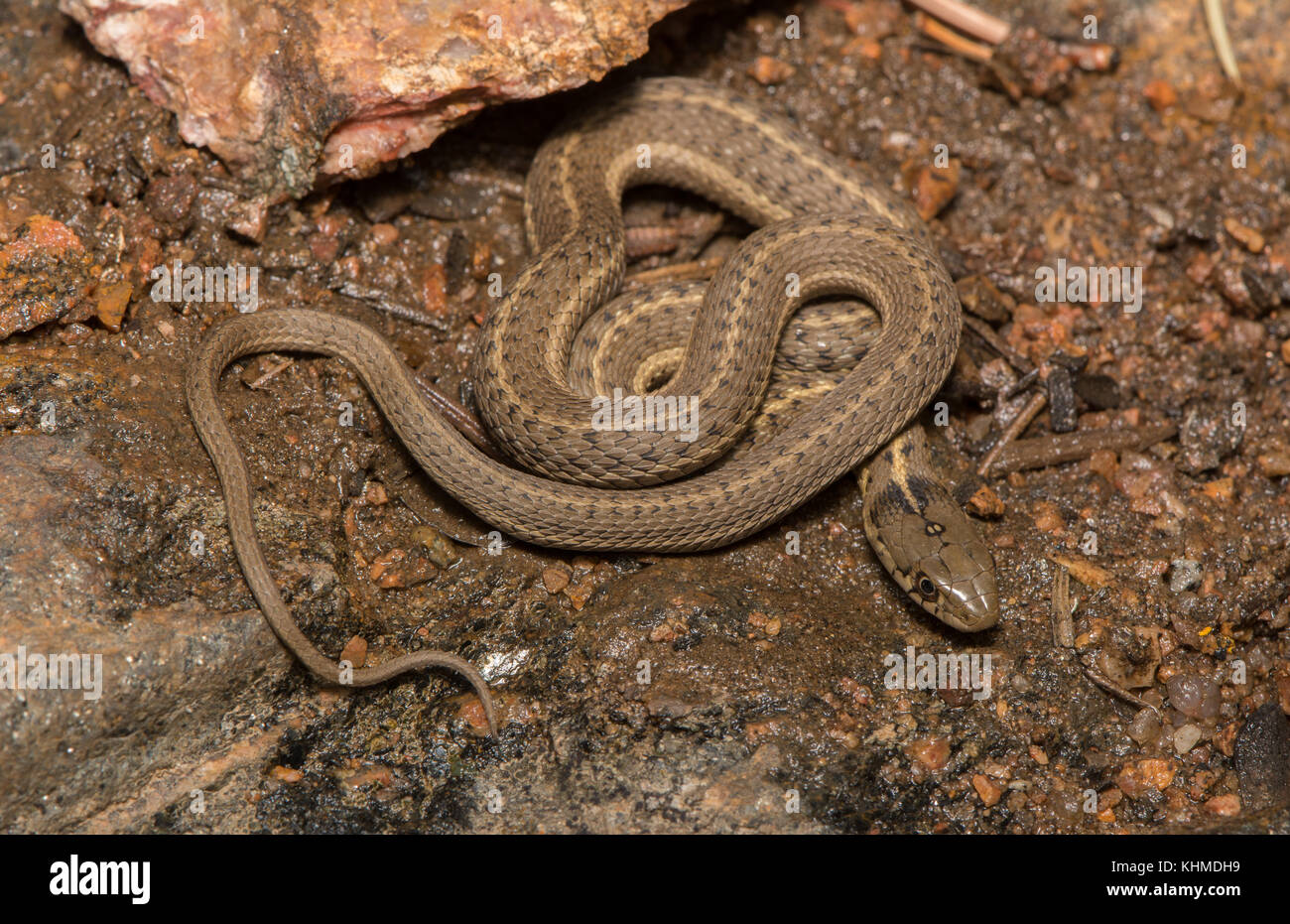 Wandering vagrans gartersnake (thamnophis elegans) von Jefferson County, Colorado, USA. Stockfoto