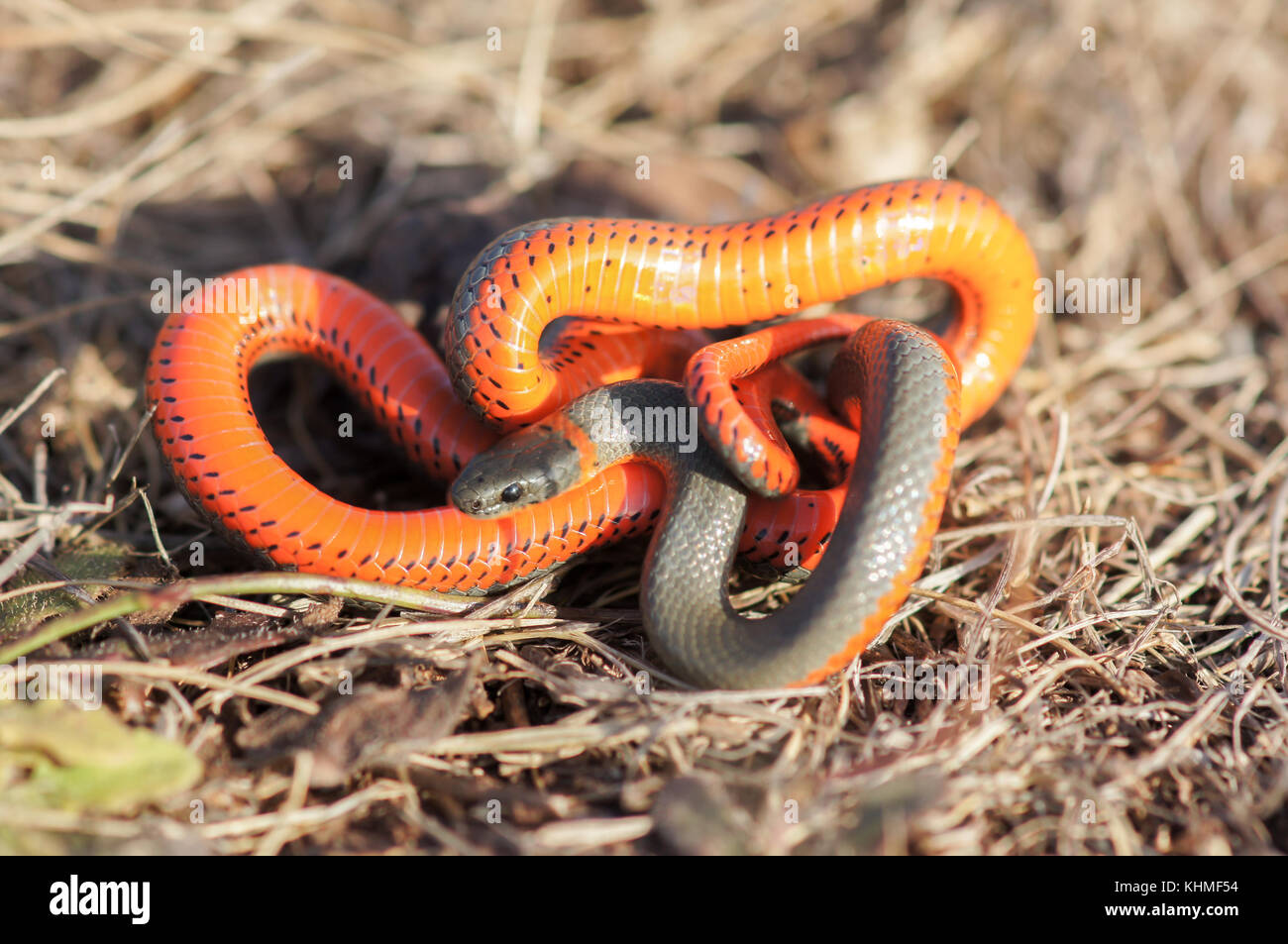 Monterey ring-necked Schlange in einer defensiven Haltung. Stockfoto