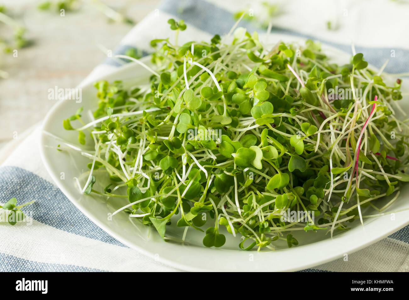 Gesunde Rohstoffe organische microgreens Einsatzbereit Stockfoto