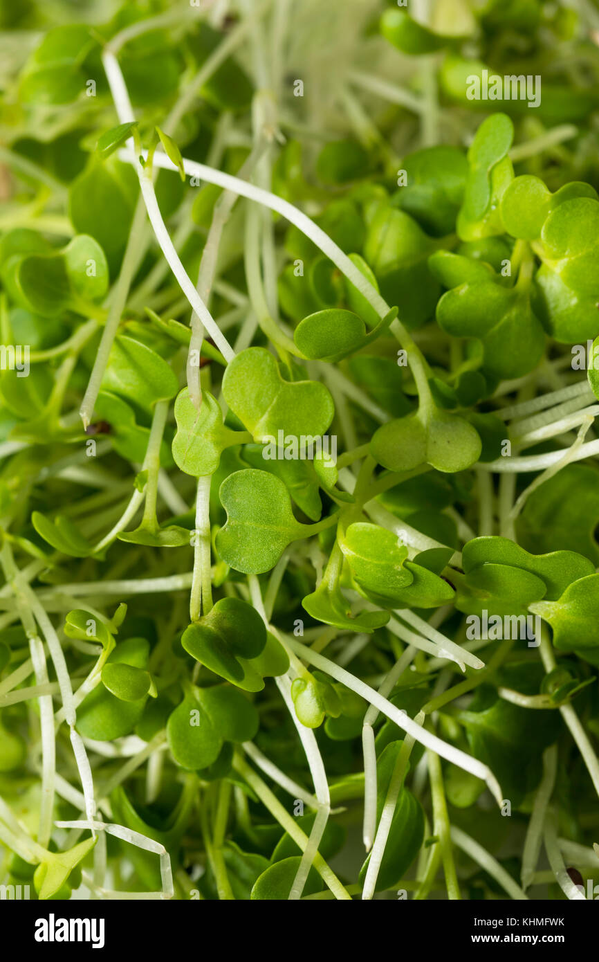 Gesunde Rohstoffe organische microgreens Einsatzbereit Stockfoto