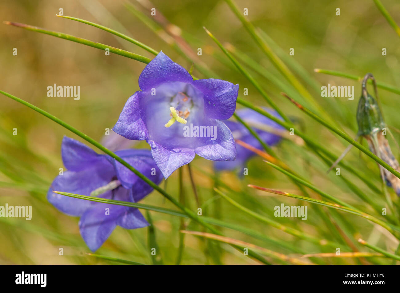 Nahaufnahme einer blühenden Pflanze, Glockenblumen (Campanula rotundifolia), Andorra Stockfoto